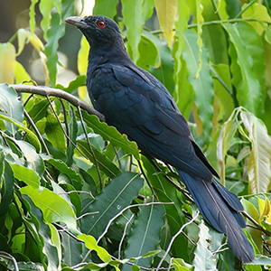 Asian Koel